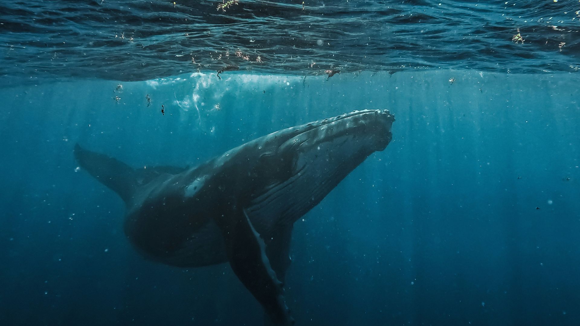 whale-dies