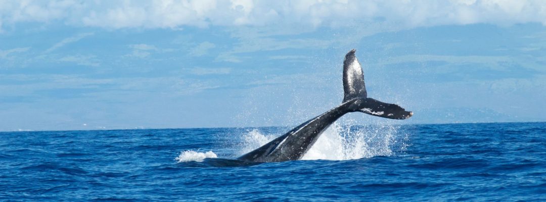 whale-dies-new-life-borns